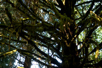 McIlvenyWed-1006